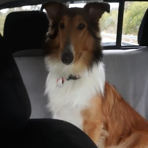 Meet your Posher, Patsy